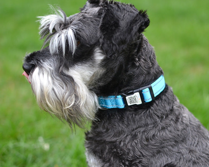 Tag Tails ID Collar