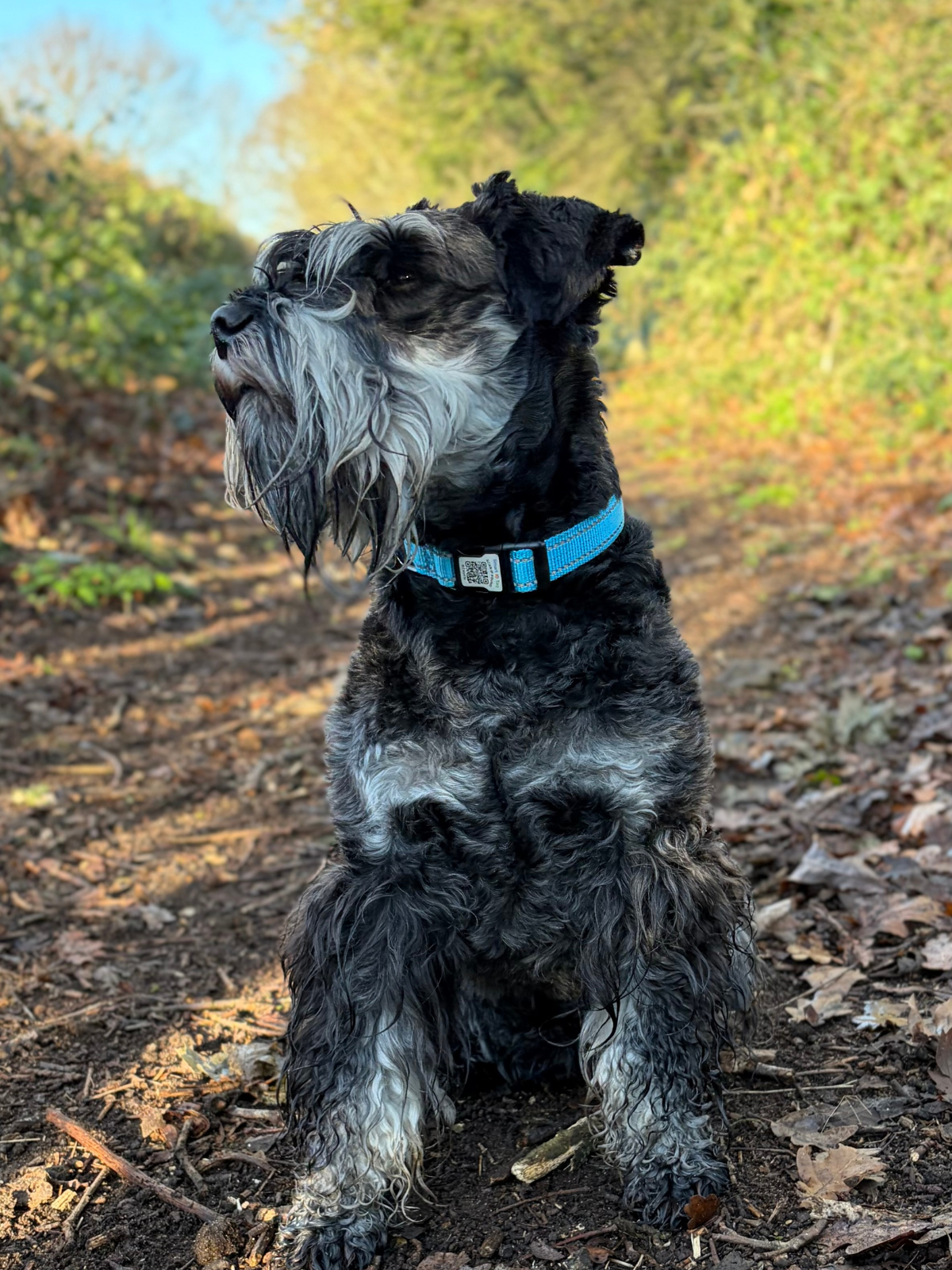 Tag Tails ID Collar